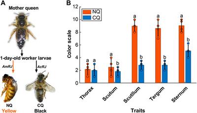 Feeding Asian honeybee queens with European honeybee royal jelly alters body color and expression of related coding and non-coding RNAs